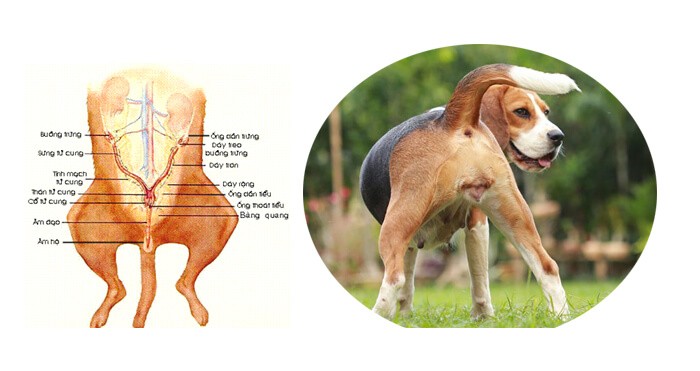 Bộ phận sinh dục chó cái