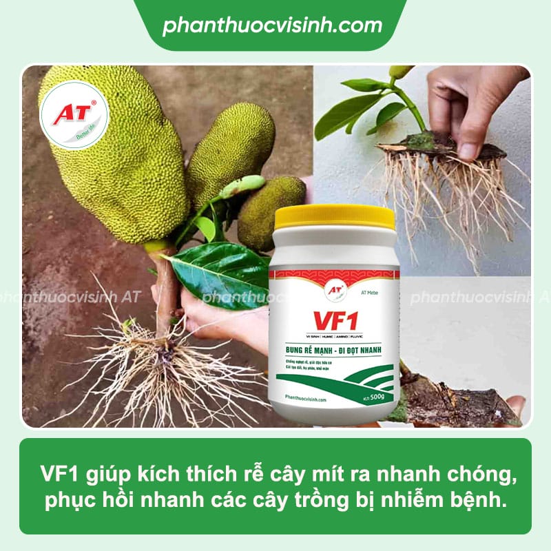 Bộ Rễ Cây Mít
