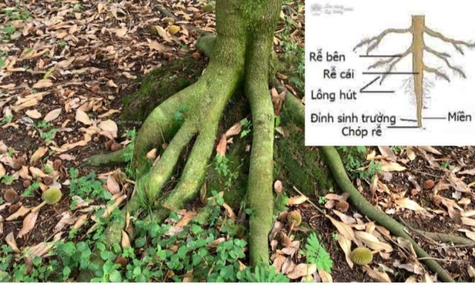 Bộ Rễ Cây Sầu Riêng