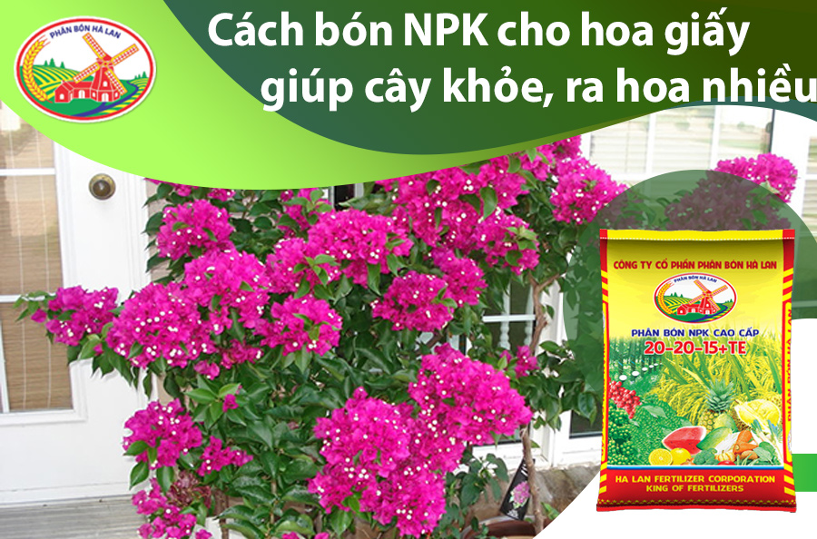 Cách Chăm Sóc Bông Giấy Gallery 2