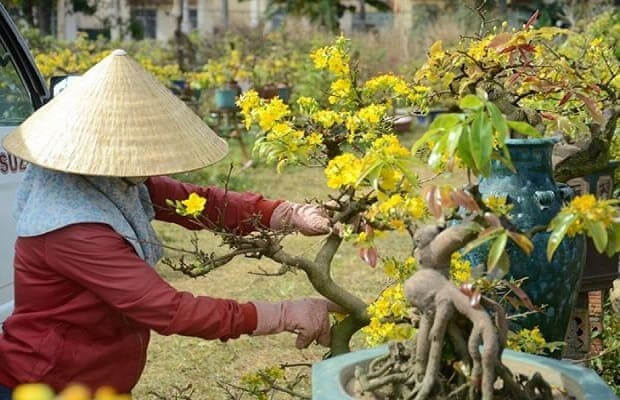 Chăm sóc mai sau Tết để cây nở hoa rộ vào năm sau Gallery 2