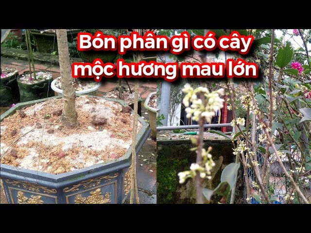 Chăm sóc cây Mộc Hương Gallery 2