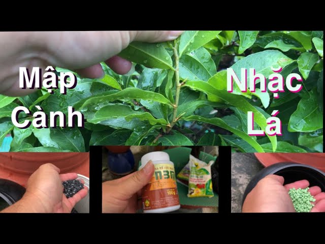 Bón phân gì cho cây mai mập cành?