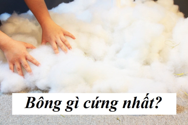 Bông Gì Cứng Nhất?