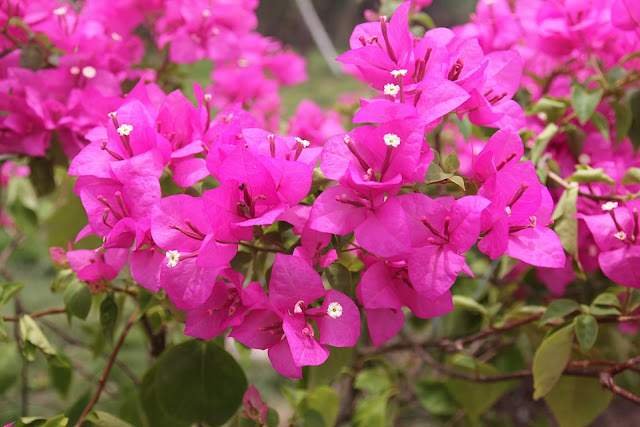 Paper Flowers: A Comprehensive Guide