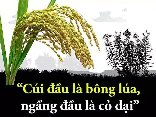 Bông lúa chín là bông lúa cúi đầu