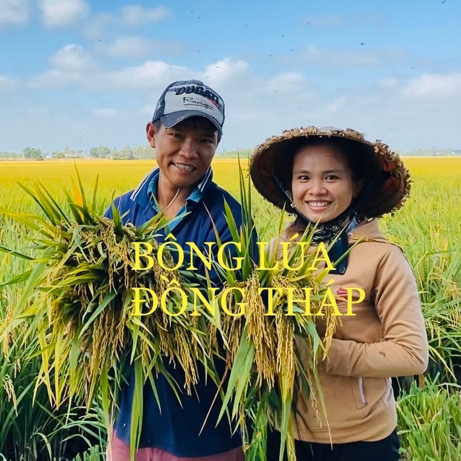 Bông Lúa Đồng Tháp: Vàng ươm giữa trời Tây Nam Bộ