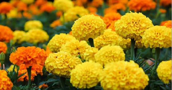 Bông Vạn Thọ Trị Bệnh Gì?