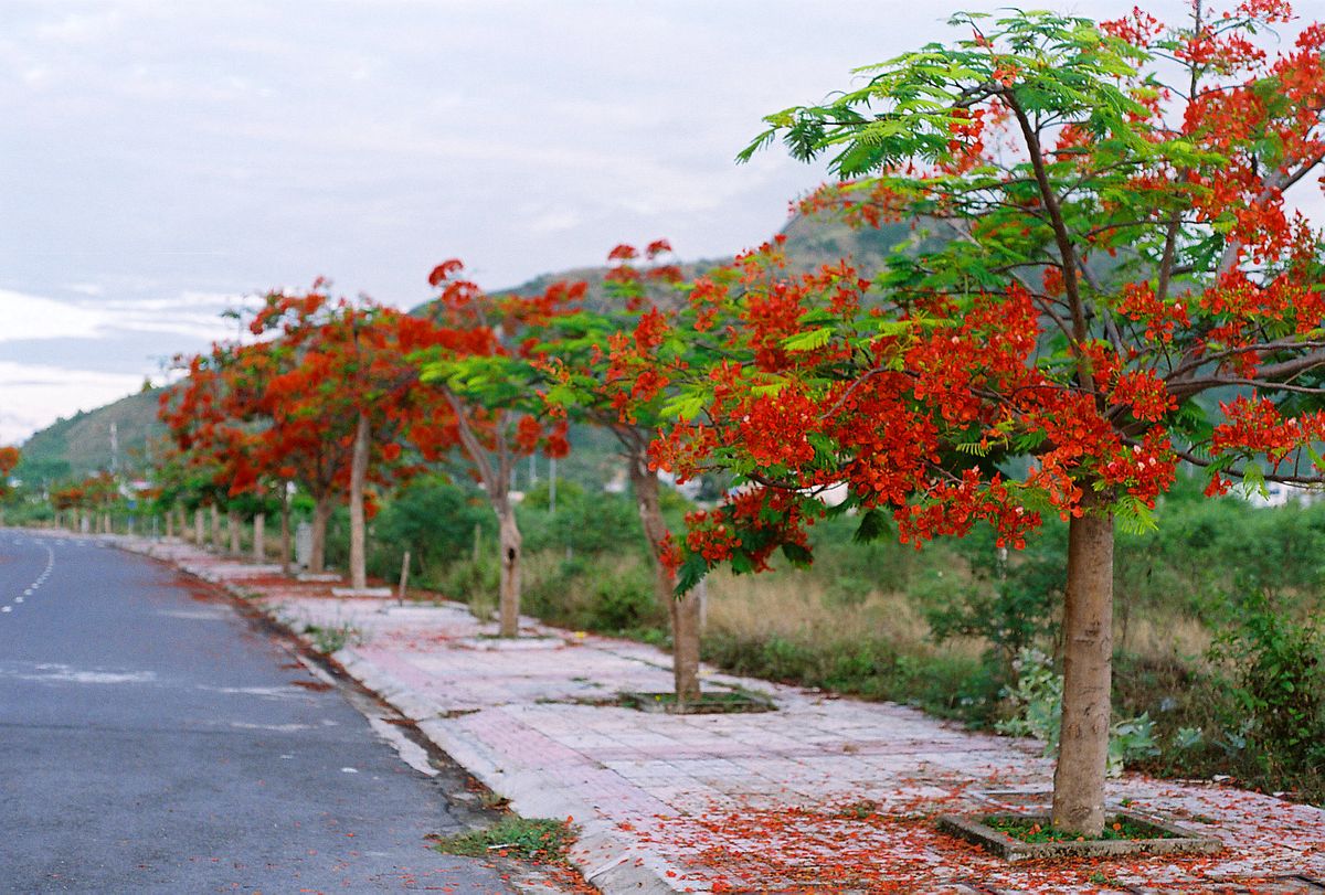 Flamboyant Tree: A Guide to Delonix Regia Gallery 1