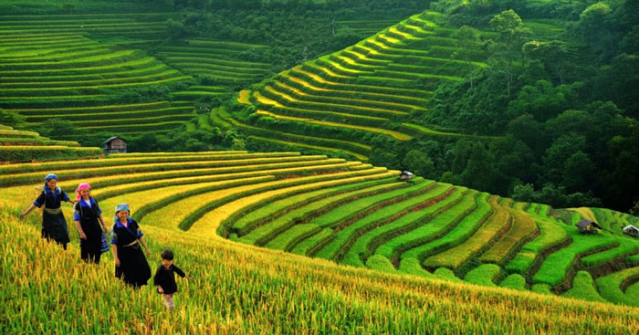 Bức Tranh Mùa Đông Việt Bắc