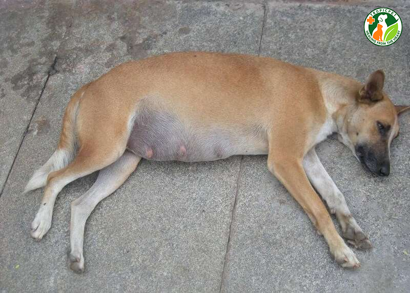 Bụng Chó Căng Cứng: Nguyên Nhân và Cách Xử Lý