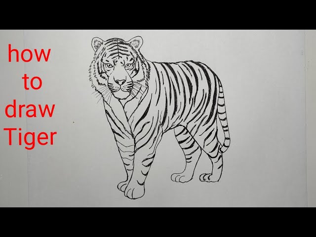 Làm thế nào để vẽ được con hổ? Gallery 1