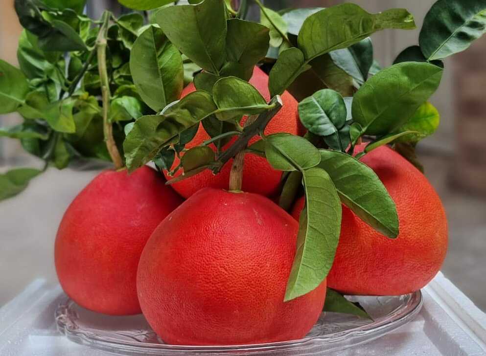 Bưởi Đỏ Tiến Vua: Hương Vị Quý Phái, Giá Trị Đẳng Cấp