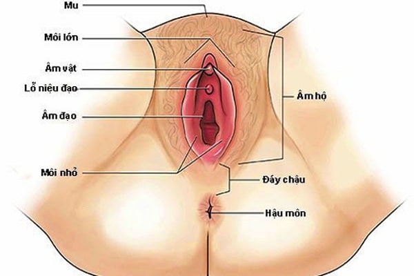 Bướm con gái như thế nào?