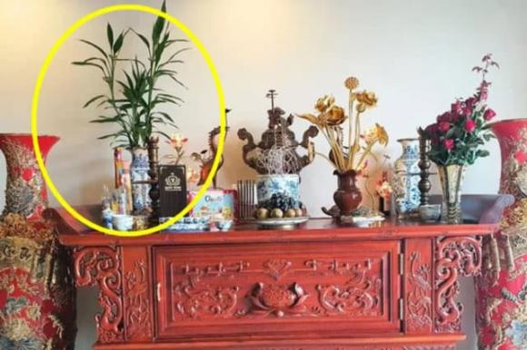 Bướm đậu trên bàn thờ: Điềm báo tốt hay xấu?