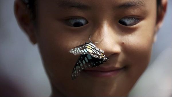 Bướm Đen Bay Xung Quanh Người: Điềm Báo Hay Ngẫu Nhiên?