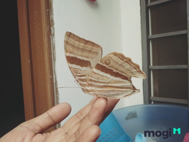Bướm nâu bay vào nhà đánh con gì?