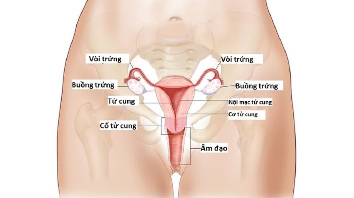 Buồng trứng nằm bên phải hay trái?