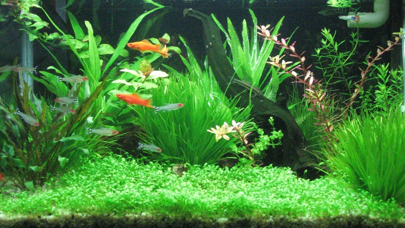 Cá 7 màu nhịn ăn được bao lâu?