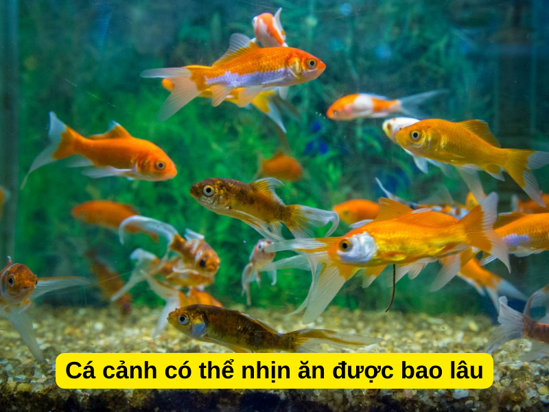 Cá Ba Đuôi Nhịn Ăn Được Bao Lâu?