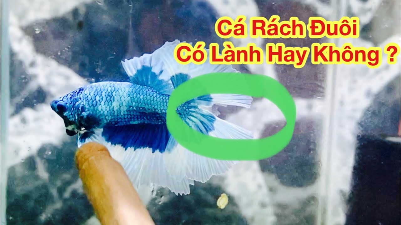 Cá bị rách đuôi có lành không?