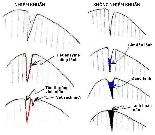 Cá bị rách đuôi có lành không? Gallery 2