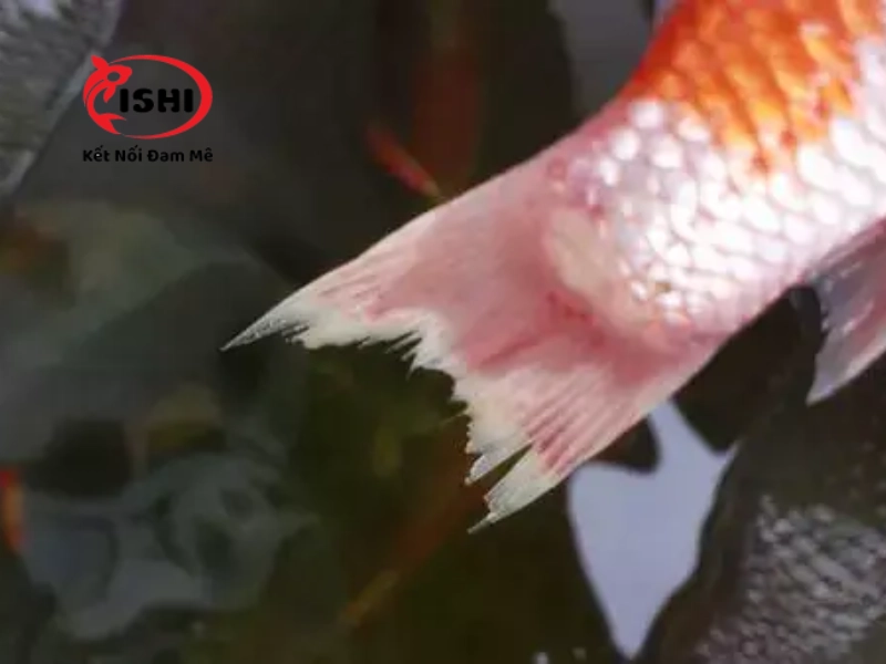 Cá bị thối đuôi