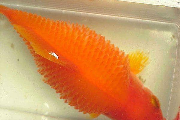 Cá bị xù vẩy: Nguyên nhân và cách khắc phục