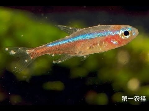 Cá Cảnh Bị Đốm Trắng: Nguyên Nhân, Triệu Chứng và Cách Điều Trị