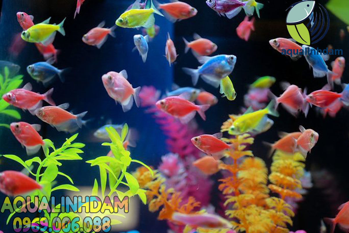 Cá Cánh Buồm Có Mấy Màu? Gallery 2