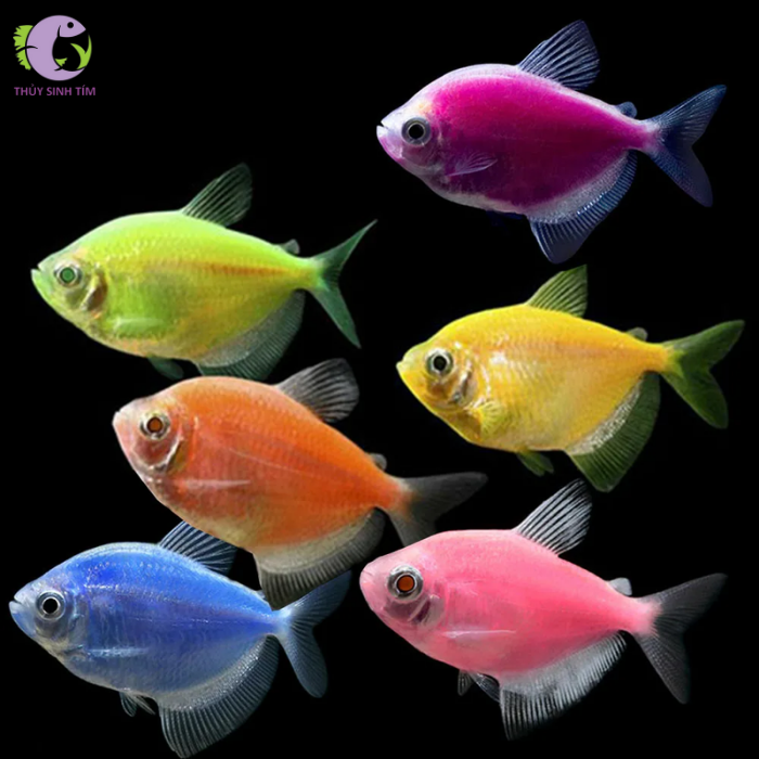 Cá Cánh Buồm Dạ Quang