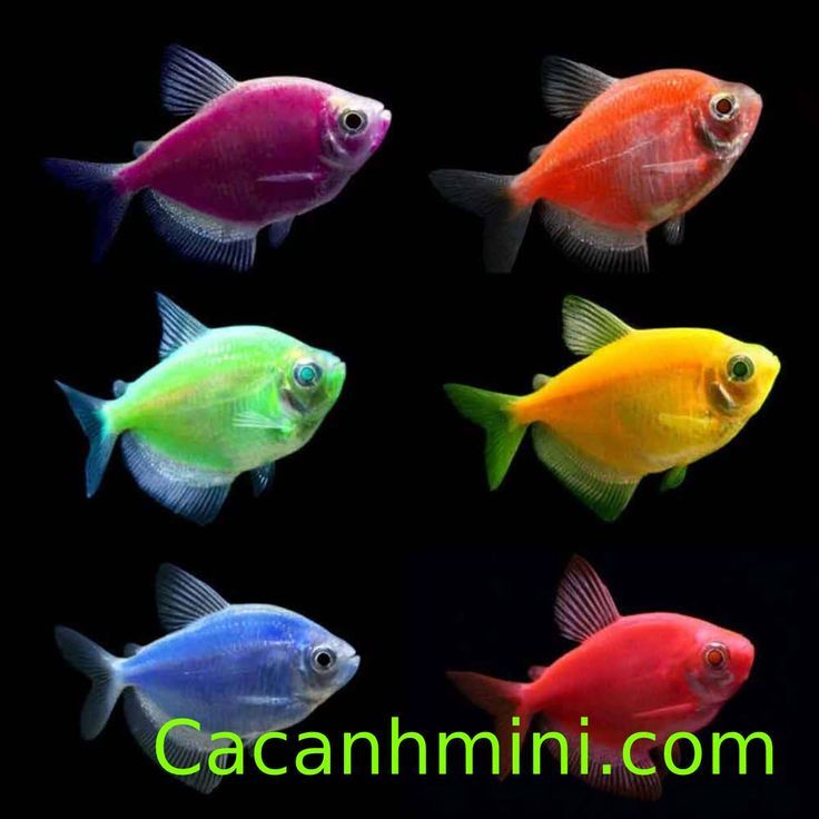 Cá Cánh Buồm Nuôi Chung Với Cá Nào?