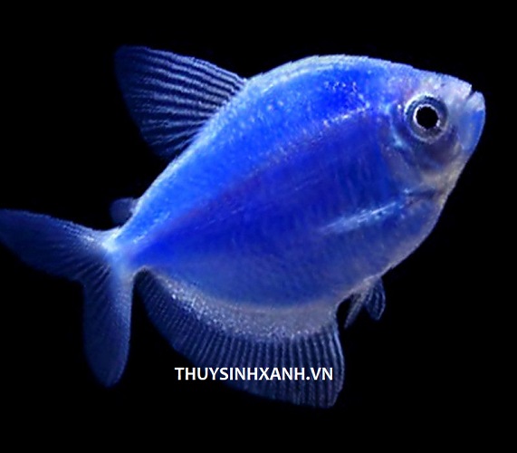 Cá Cánh Buồm Xanh Dương