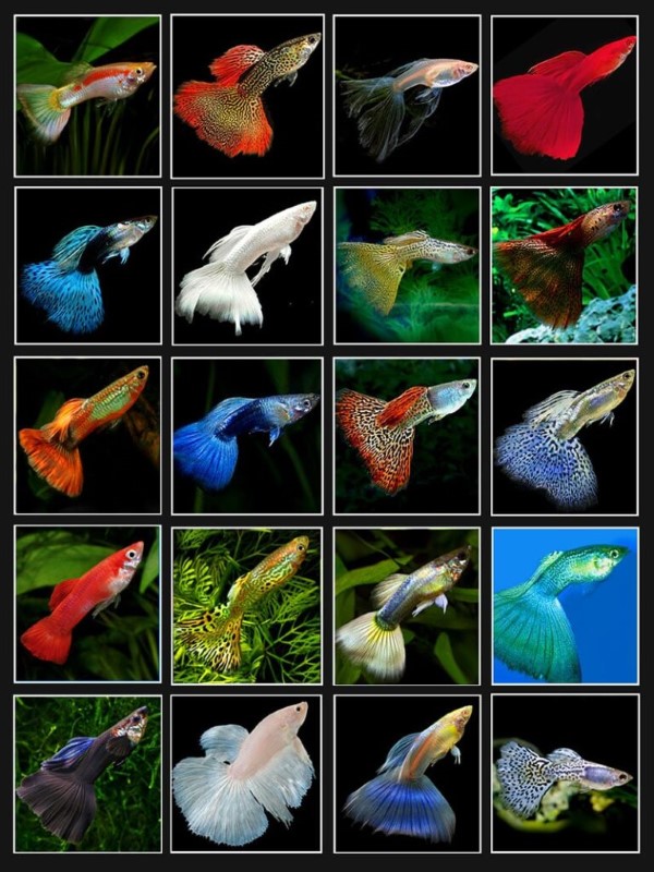 Các Loại Thú Cưng Dễ Nuôi Gallery 1