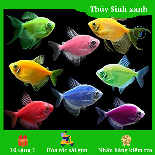 Cá Cảnh Nhiều Màu: Thêm Sắc Màu Cho Thủy Cung Của Bạn