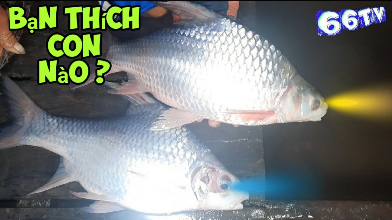 Cá Cày Là Gì?