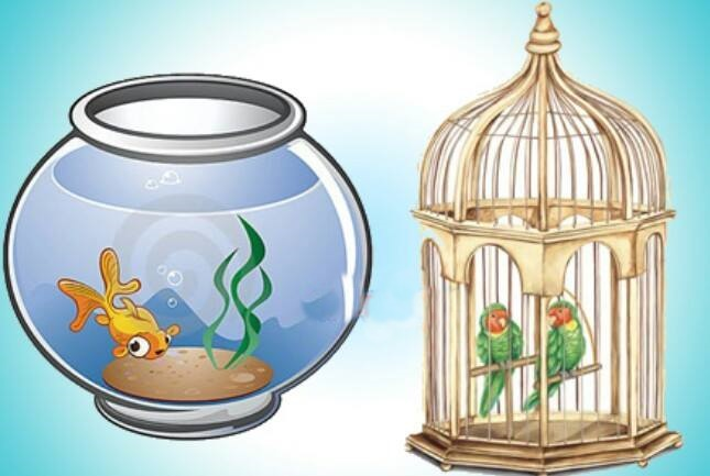 Cá Chậu Chim Lồng: Thú Vị Và Yêu Cầu Chăm Sóc