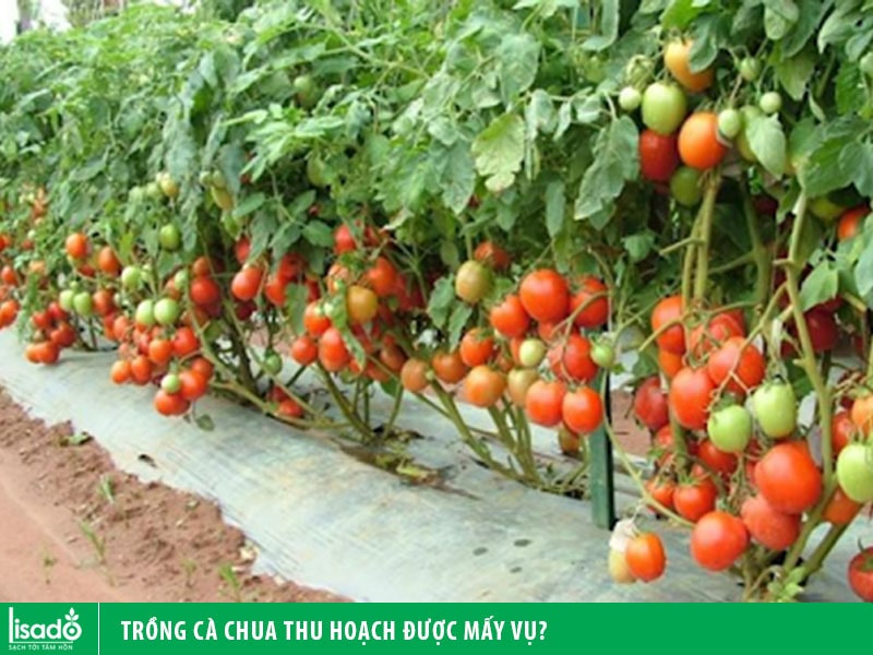 Cà Chua Trồng Bao Lâu Thì Thu Hoạch?