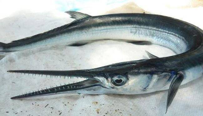 Cá Dài Mỏ Nhọn: Đặc Điểm, Môi Trường Sống Và Sự Thú Vị
