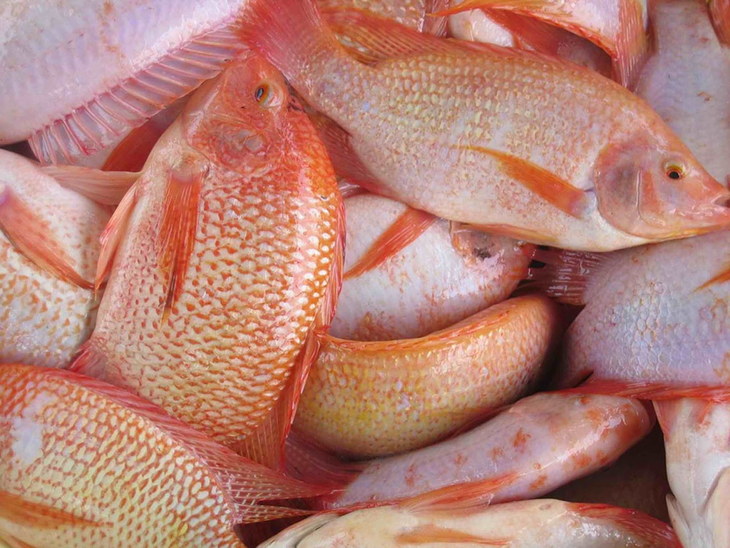 Cá Diêu Hồng Sống Ở Đâu?