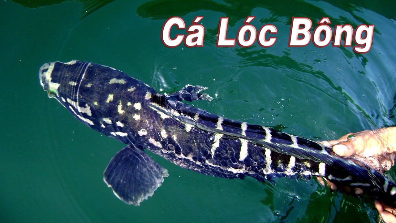 Cá Lóc Bông Xanh: Đặc điểm, sinh sống và cách nuôi