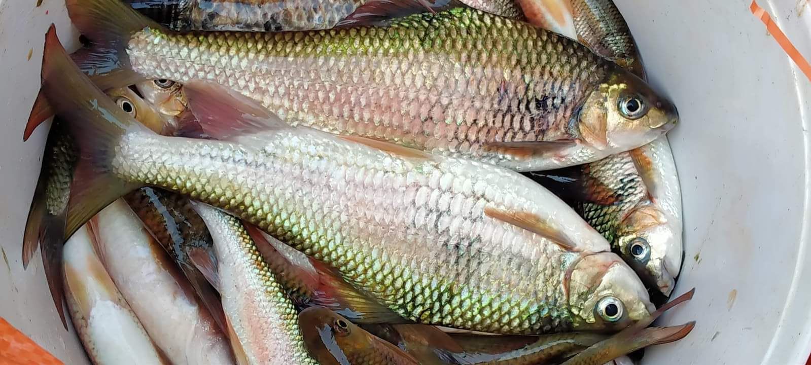 Cá Mát Sông Giăng: Đặc điểm, giá trị và cách chế biến
