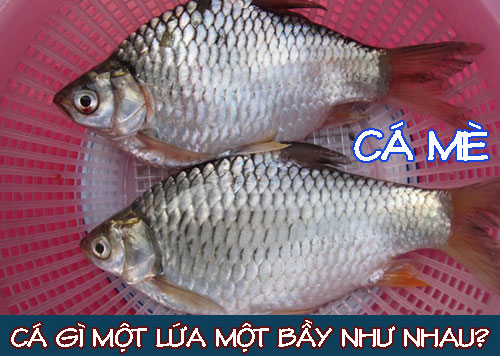 Cá Mè Một Lứa là gì? Đặc điểm, sinh sản và cách nuôi