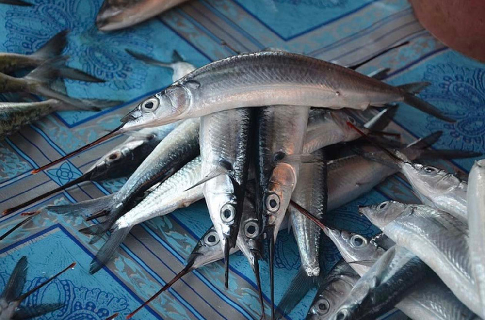 Cá Mỏ Nhọn Nước Ngọt