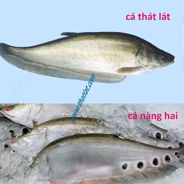 Cá Nàng Hai và Cá Thác Lác: Sự Khác Biệt Cơ Bản