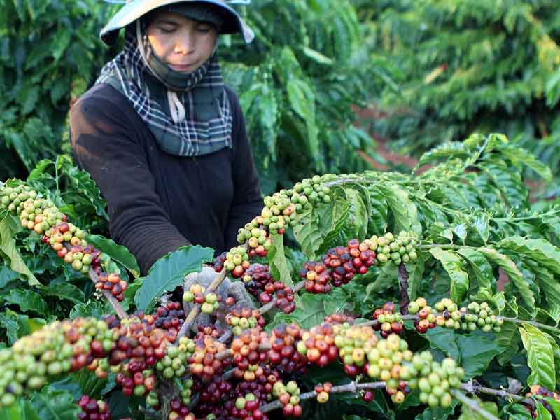 Cây Công Nghiệp Lâu Năm Có Giá Trị Kinh Tế Cao Của Nước Ta Gallery 1