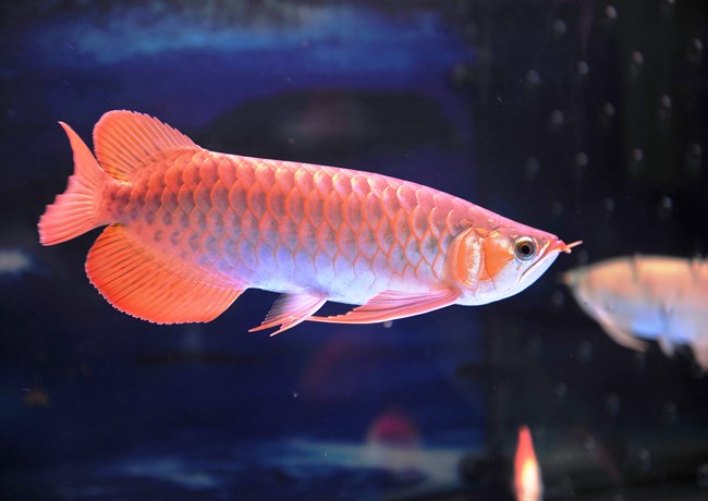 Cá Rồng Đứt Râu Có Mọc Lại Không?