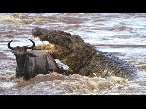 Cá Sấu Săn Mồi: Chiến Thuật Và Phương Pháp Tuyệt Vời