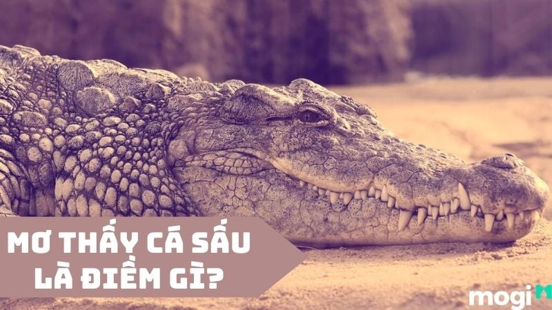 Cá Sấu Là Số Mấy? Gallery 2