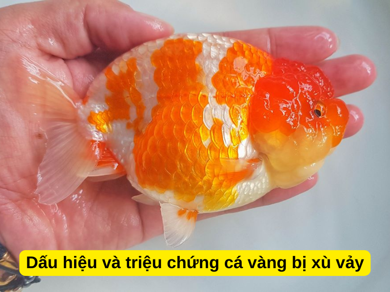 Cá Vàng Bị Xù Vảy: Nguyên Nhân và Cách Điều Trị